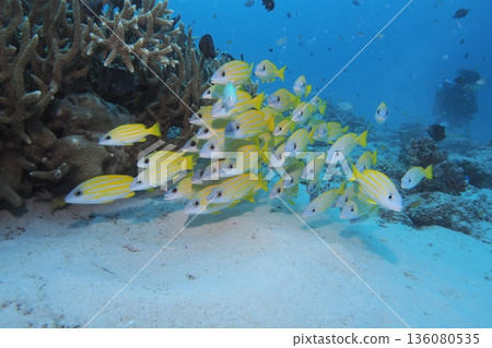 Coral, blue sea, and schools of striped snapper in the Okinawan sea Coral, blue sea, and schools of striped snapper in the Okinawan sea 136080535