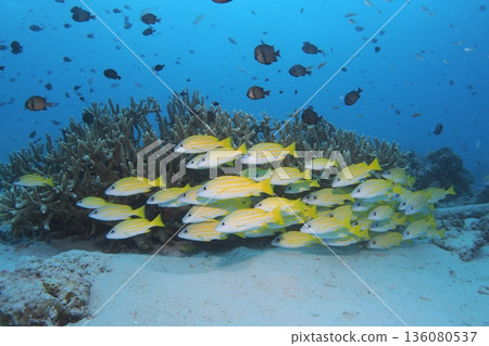 沖繩海的珊瑚、蔚藍的海和成群的條紋鯛魚 沖繩海的珊瑚、蔚藍的海和成群的條紋鯛魚 136080537