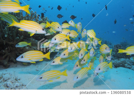 沖繩海的珊瑚、蔚藍的海和成群的條紋鯛魚 沖繩海的珊瑚、蔚藍的海和成群的條紋鯛魚 136080538