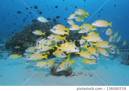 Coral, blue sea, and schools of striped snapper in the Okinawan sea Coral, blue sea, and schools of striped snapper in the Okinawan sea 136080539
