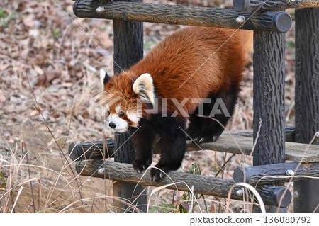 A lesser panda walking on a tree 136080792