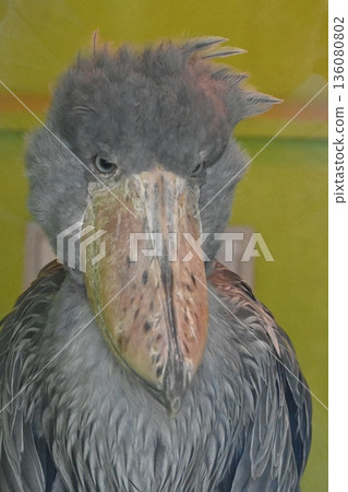 上坡的鳥兒 136080802