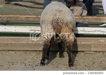 Sheep's butt Sheep's butt 136080805