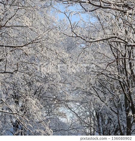 Tree branches covered in white rime ice and snow, forming a natural arch against a clear blue winter sky Tree branches covered in white rime ice and snow, forming a natural arch against a clear blue winter sky 136080902