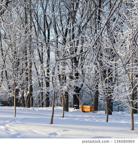 Winter park scene presenting snow covered trees and a lonely wooden bench during a cold, sunny day 136080904
