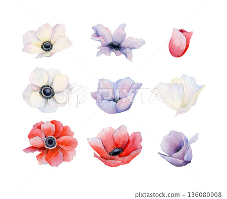 Watercolor anemones poppies flowers set. White, red and purple wildflowers illustration collection. Meadow field blooming plants for spring wedding and holiday designs Watercolor anemones poppies flowers set. White, red and purple wildflowers illustration collection. Meadow field blooming plants for spring wedding and holiday designs 136080908