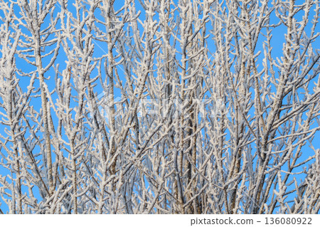 Delicate frost covering tree branches against a clear blue sky, creating a beautiful winter pattern Delicate frost covering tree branches against a clear blue sky, creating a beautiful winter pattern 136080922