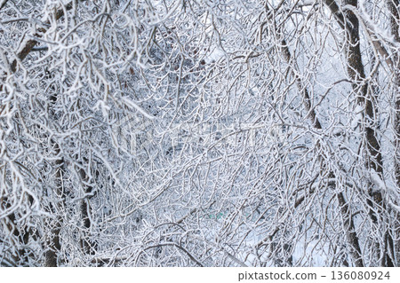 Frost covering tree branches creating a delicate ice pattern and cold winter mood in nature 136080924