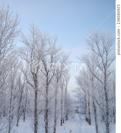 Winter wonderland scene showing rime covered trees and a snow path under a clear blue sky, freezing nature background 136080925