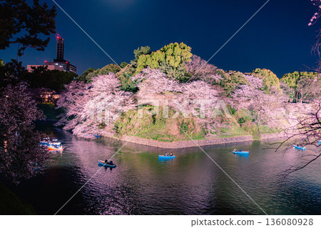 Chidorigafuchi cherry blossoms illuminated Chidorigafuchi cherry blossoms illuminated 136080928