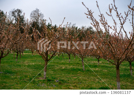 Rows of apricot trees (Prunus armeniaca) partly past peak bloom in Wachau Valley, Austria, showing early spring orchard landscape, seasonal transition 136081137