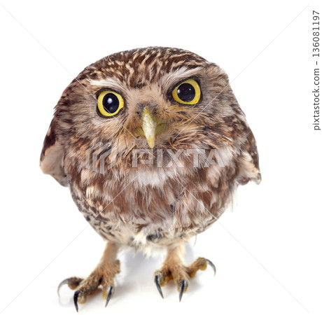 Little owl Little owl 136081197
