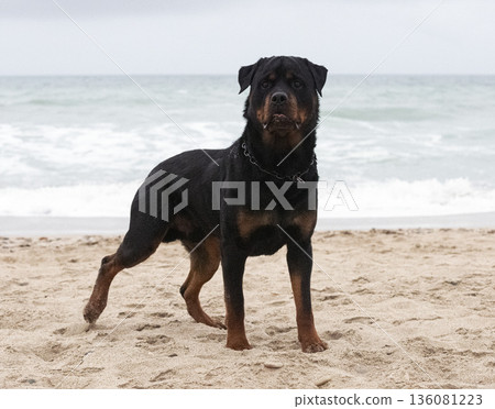 rottweiler on the beach rottweiler on the beach 136081223