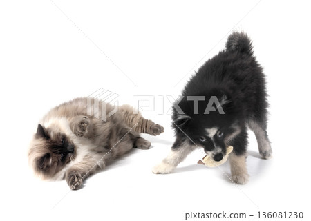 Pomsky and siberian cat in studio Pomsky and siberian cat in studio 136081230