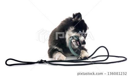 Pomsky in studio 136081232