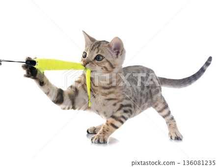 bengal kitten in studio 136081235