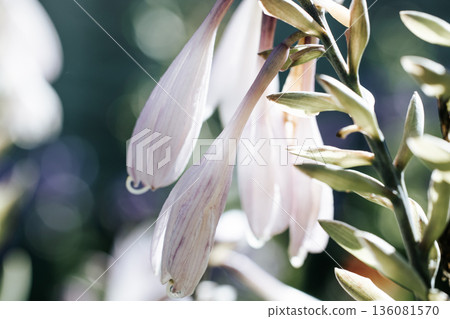 A close-up of white bell-shaped flowers with translucent petals. Soft natural light. Galtonia flower close-up. Gardening. 136081570