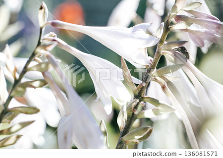 A close-up of white bell-shaped flowers with translucent petals. Soft natural light. Galtonia flower close-up. Gardening. 136081571
