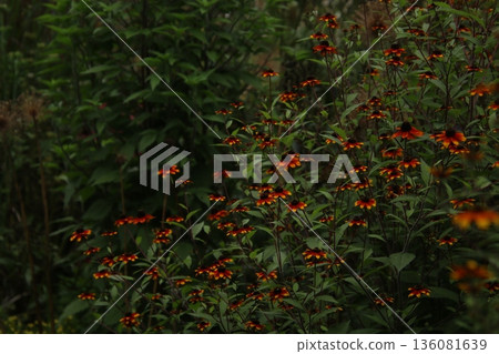 Rudbeckia 42 136081639