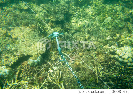 in the sea, blue water, marine 136081653