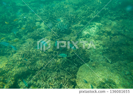 in the sea, undersea, blue water 136081655