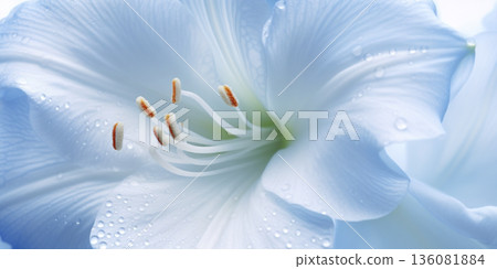 Amaryllis flower background copy space 136081884