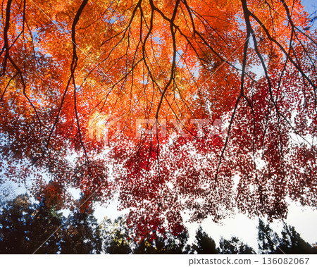 浪漫的茨城（一位公主裝飾山谷上空，她的外表勝過一切。）北茨城市，花園谷 136082067