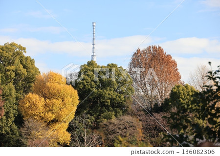 A view of yellow leaves and the Skytree antenna A view of yellow leaves and the Skytree antenna 136082306