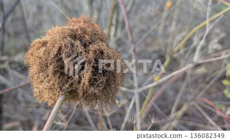 This formation on the rosehip is called a gall or colloquially a robins pincushion or a bedeguard 136082349