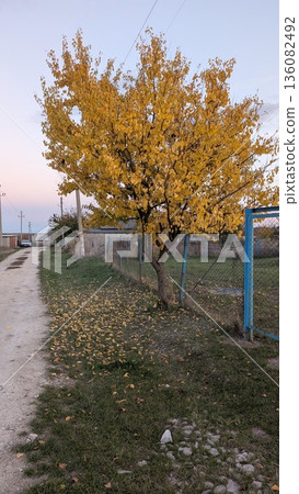 Calm Evening By Rustic Road And Gate, Peaceful Twilight Capturing Village Life And Seasonal Changes 136082492