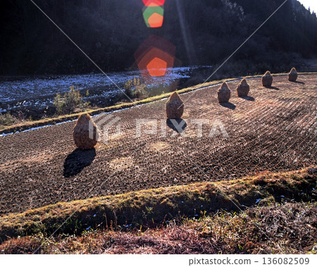 Romantic Ibaraki (The rice fields are art! The rice ears are well-staked.) Hitachiota City, Satomi Village 136082509