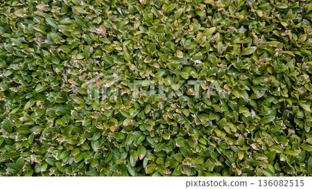 Lush Leafy Groundcover, Thick Verdant Plant Layer Featuring Smooth Oval Leaves Forming Repeating Design Lush Leafy Groundcover, Thick Verdant Plant Layer Featuring Smooth Oval Leaves Forming Repeating Design 136082515
