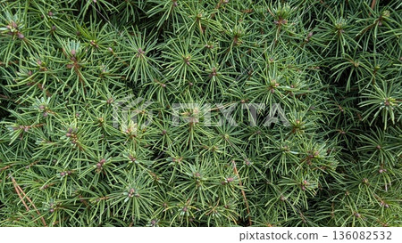 Detailed Botanical View Of Dense Needle Clusters With Rich Green Hues And Resinlike Qualities 136082532