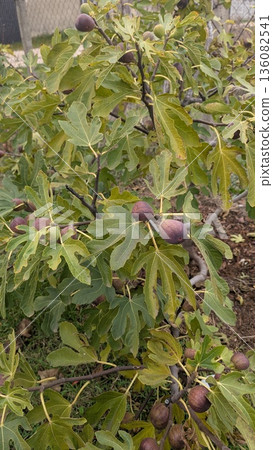 Detailed View Of Ripe Purple Fruit Cluster, Vivid Image Of Purple Fig Harvest With Leaves And Twigs 136082541