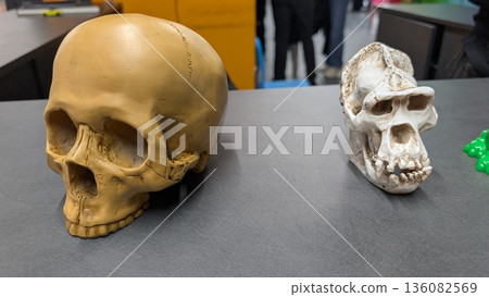 Human And Ape Skull Exhibit, Educational Display Featuring Human Versus Ape Skulls For Study Human And Ape Skull Exhibit, Educational Display Featuring Human Versus Ape Skulls For Study 136082569