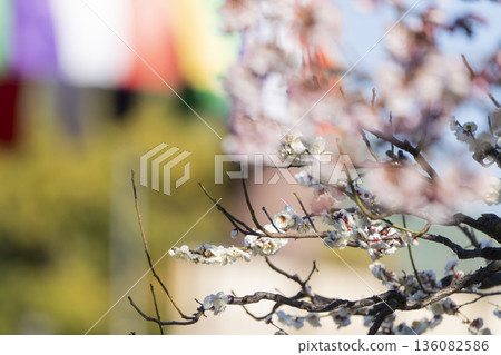 2026年2月1日，西新井大師在總寺拍攝的梅花。 136082586