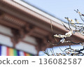2026年2月1日，西新井大師在總寺拍攝的梅花。 136082587