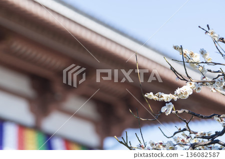 2026年2月1日，西新井大師在總寺拍攝的梅花。 136082587