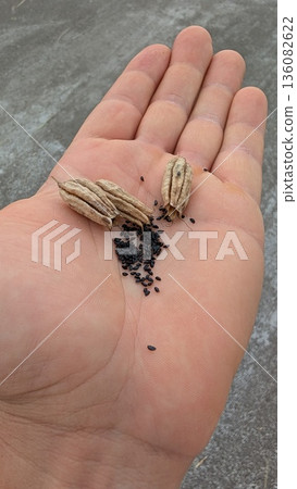 A hand holding seeds and pods, ready for planting in the garden or field for growth A hand holding seeds and pods, ready for planting in the garden or field for growth 136082622