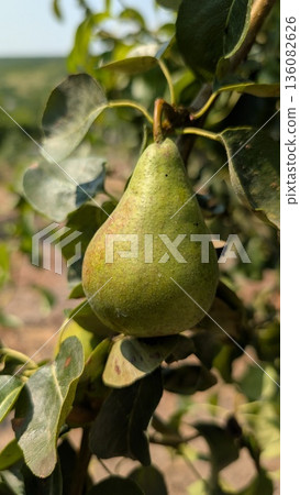 A Fresh Green Pear Hanging on the Tree, Perfectly Ready and Awaiting Harvesting Soon A Fresh Green Pear Hanging on the Tree, Perfectly Ready and Awaiting Harvesting Soon 136082626