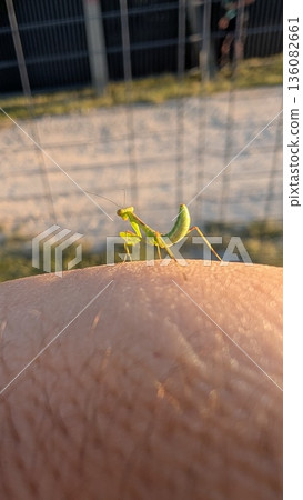 A stunning and detailed closeup of a Praying Mantis resting on human skin under natural light A stunning and detailed closeup of a Praying Mantis resting on human skin under natural light 136082661
