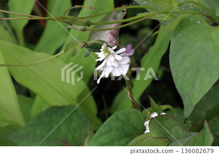 雙花魚腥草 136082679