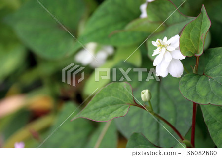Double Houttuynia cordata Double Houttuynia cordata 136082680