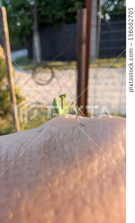 A CloseUp of a Mantis on Skin in a Natural Setting, Capturing Intricate Details and Colors 136082705