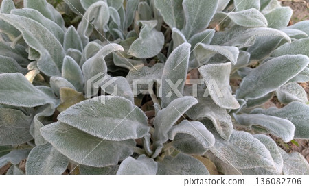 A Captivating CloseUp of a Velvety Leaf Plant Showcasing Its Intricate Details and Beauty 136082706