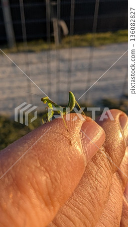 A closeup of a grasshopper on a hand, highlighting natures wonders and intricate ecosystems 136082827