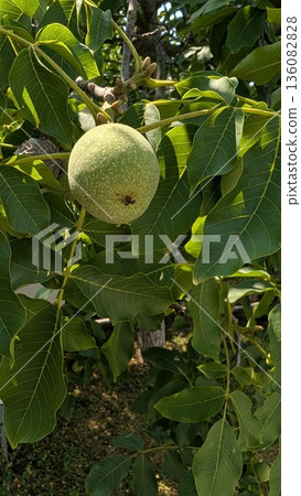 Ripening fruits on tree branches in nature showcase the beauty of agriculture and vegetation Ripening fruits on tree branches in nature showcase the beauty of agriculture and vegetation 136082828
