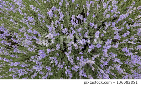 Lavender Field From Above A Tranquil View of Natures Stunning Beauty and Serenity 136082851