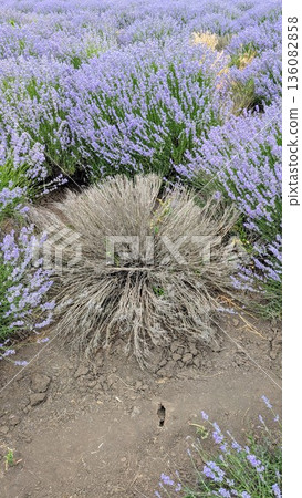 A stunning Lavender Field featuring a prominent, central dry plant amidst the vibrant greenery 136082858