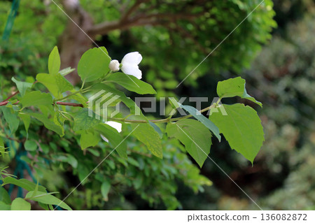 紫丁香虎耳草科 136082872